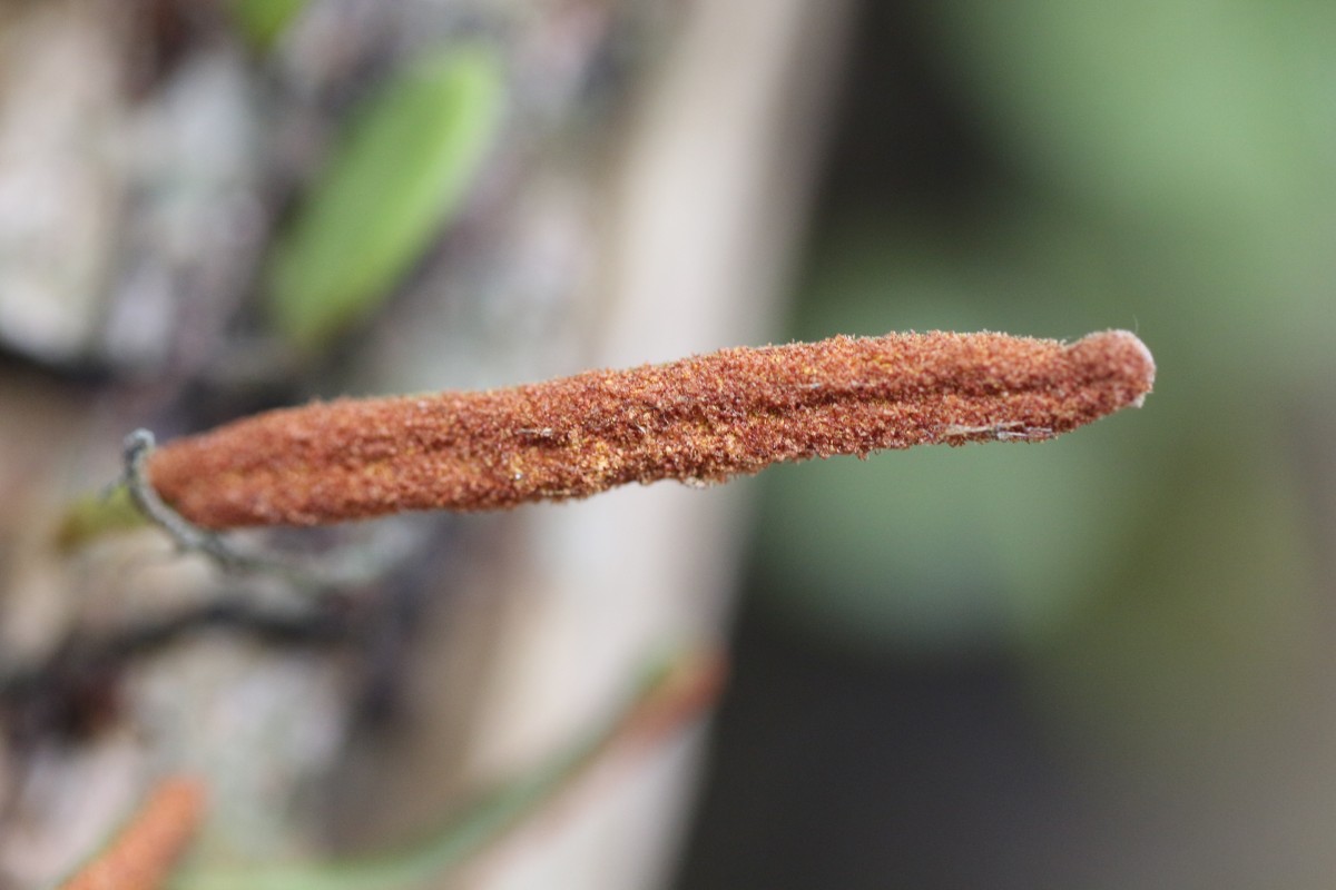 Pyrrosia heterophylla  (L.) M.G.Price